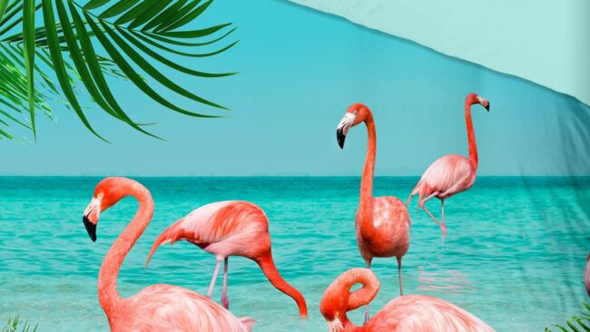 Pure Flamingo dekbedovertrek - Afbeelding 3