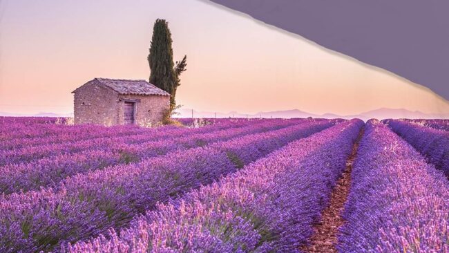 Pure Lavender dekbedovertrek - Afbeelding 3