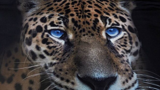 Senzai Wild Leopard dekbedovertrek - Afbeelding 3
