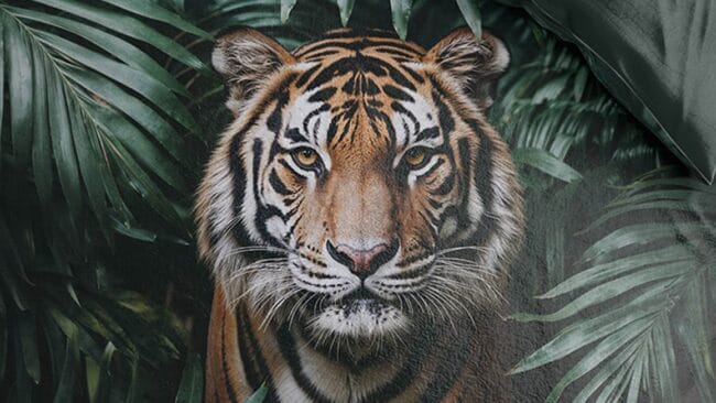 Zydante Jungle Majesty Tiger dekbedovertrek - Afbeelding 4